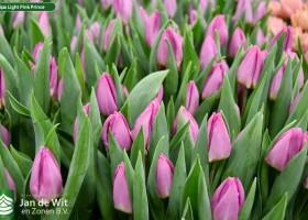 Tulipa Light Pink Prince ® (3)